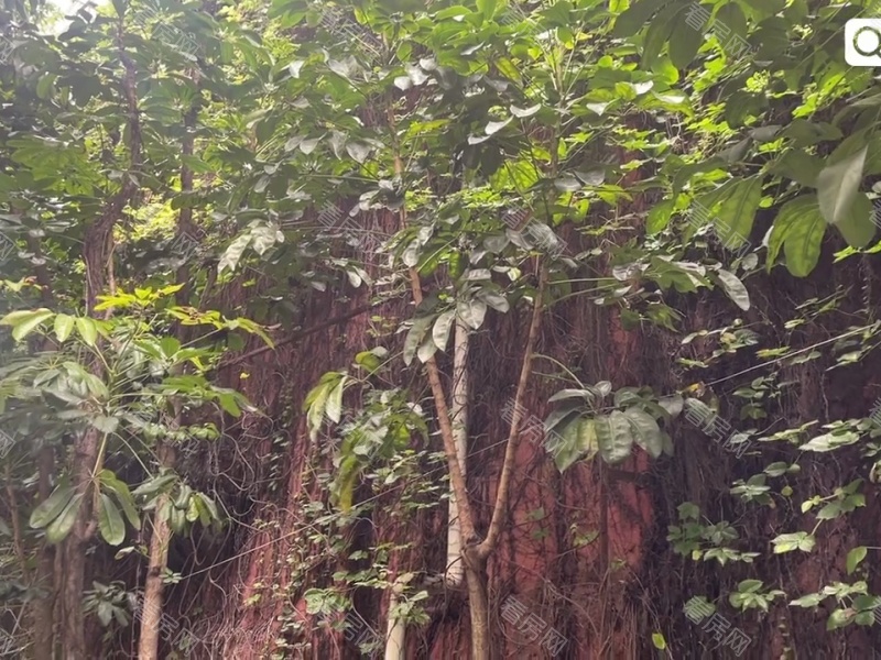 深圳十二橡树庄园二期小区信息图片27