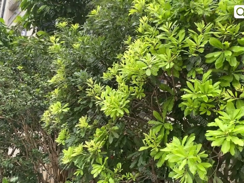 深圳金地龙城中央小区信息图片26